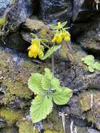 Image of Calceolaria crenatiflora Cav.