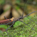 Image of Pseudophasma blanchardi (Westwood 1859)