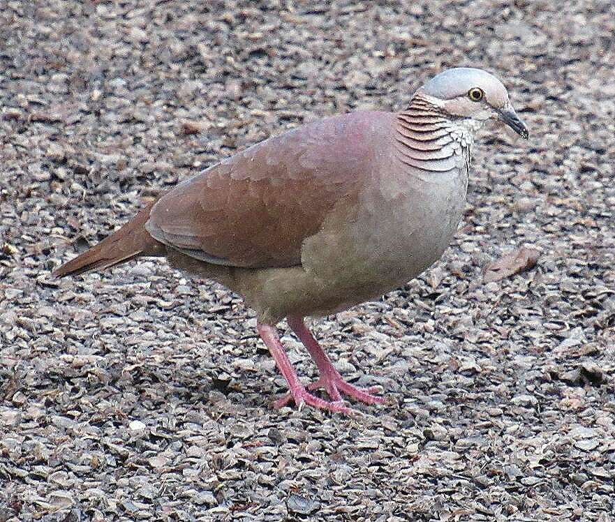 Image of White-throated Quail-Dove