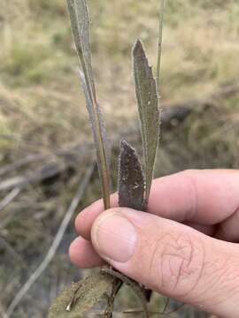 Слика од Blumea saxatilis Zoll. & Mor.