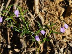 Pigea vernonii (F. Muell.) P. I. Forst. resmi