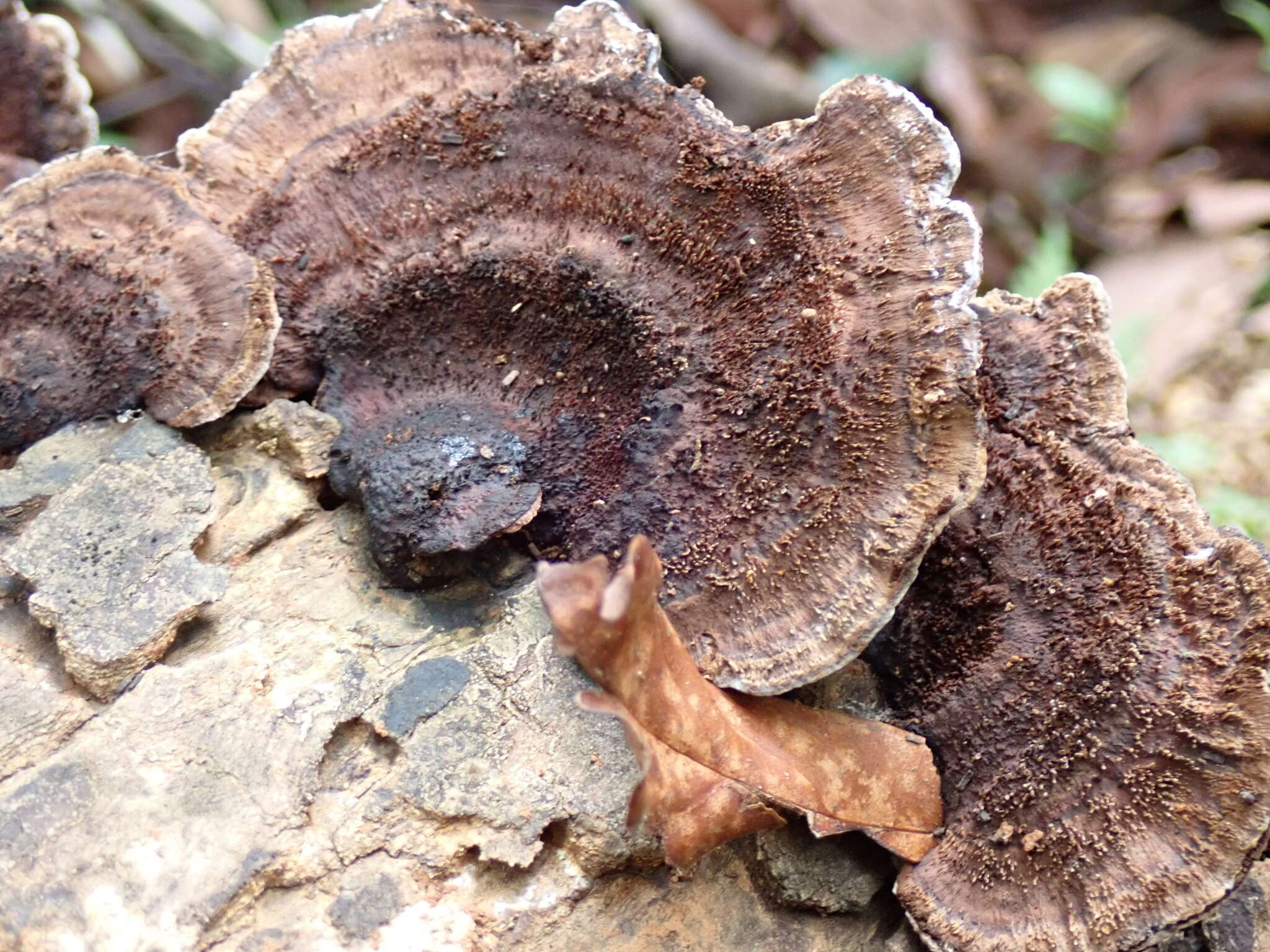 Image of Trametes hirta (P. Beauv.) Zmitr., Wasser & Ezhov 2012