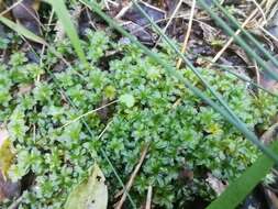 Image of Rhodobryum umbraculum W. P. Schimper ex Paris 1898