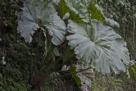 Image of <i>Gunnera mexicana</i> Brandeg.