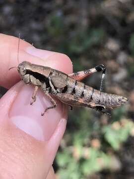 Слика од Melanoplus rusticus (Stål 1878)