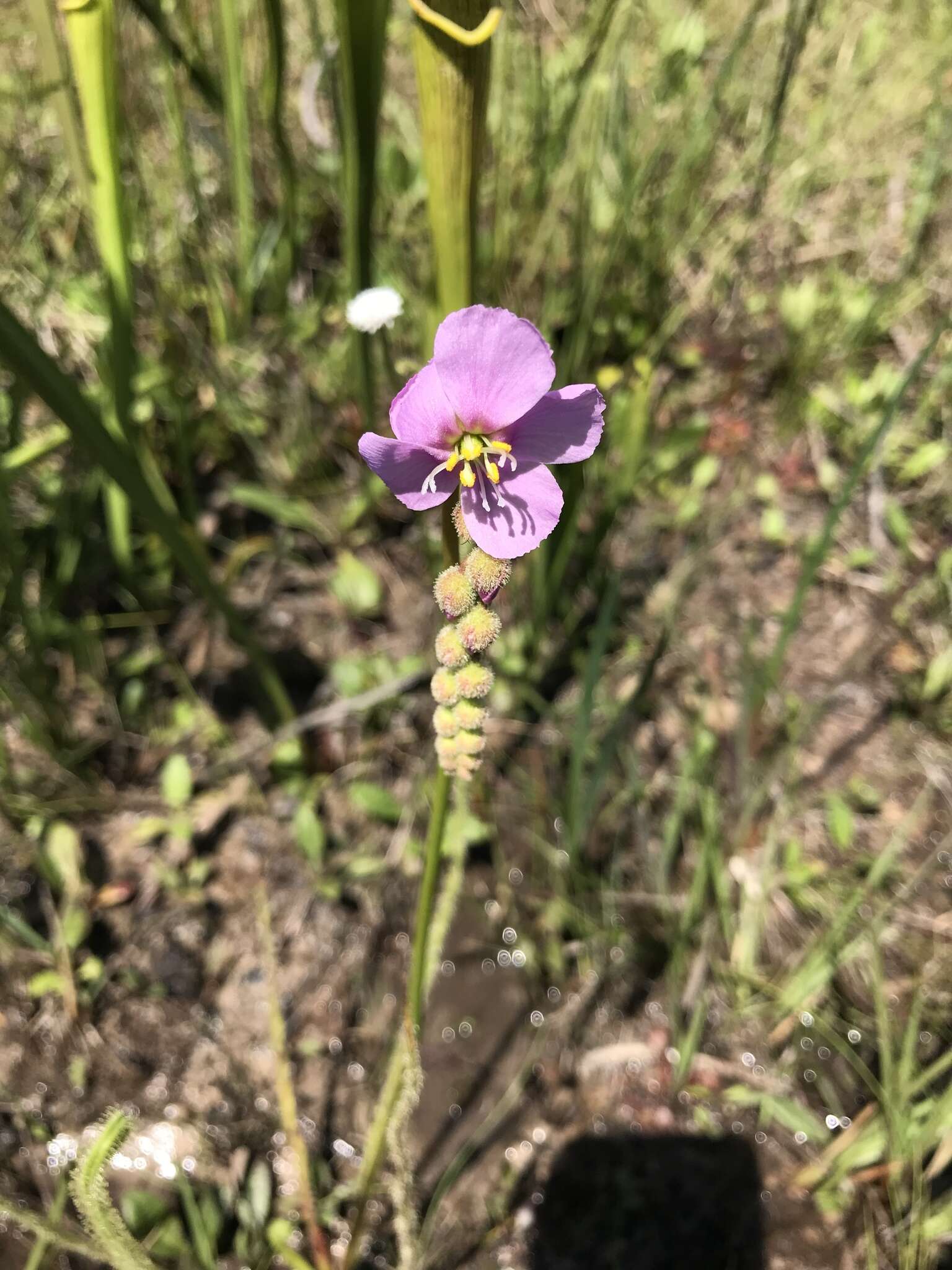 Drosera filiformis var. tracyi (Macf. ex Diels) Diels的圖片