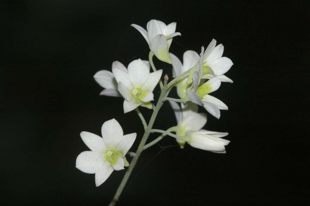 Слика од Dendrobium ovatum (L.) Kraenzl.