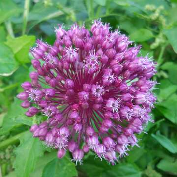 Allium atroviolaceum Boiss. resmi