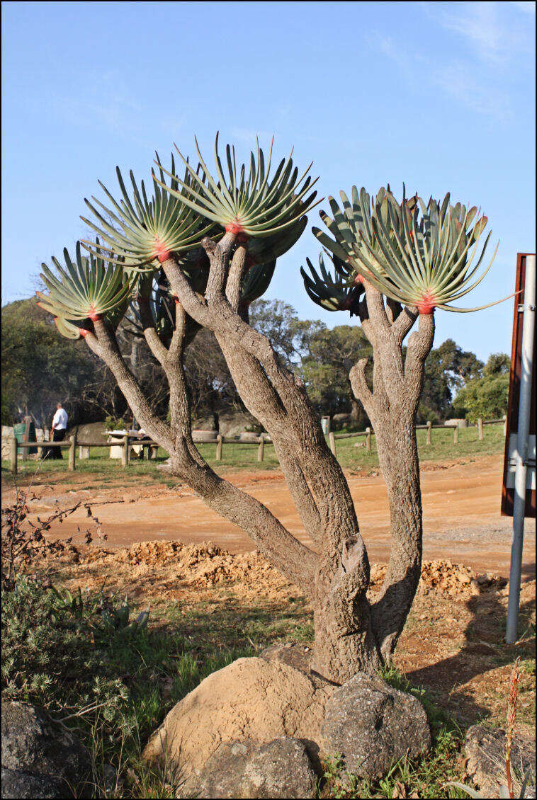 Imagem de Kumara