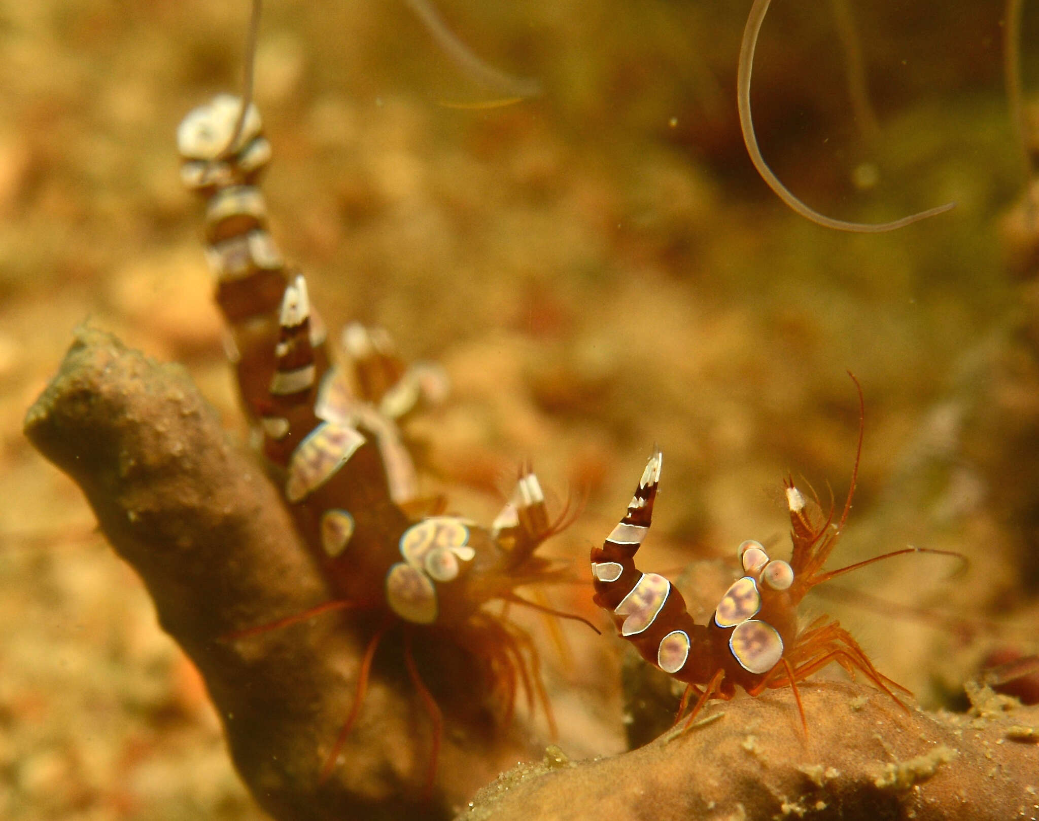Image of Sexy shrimp