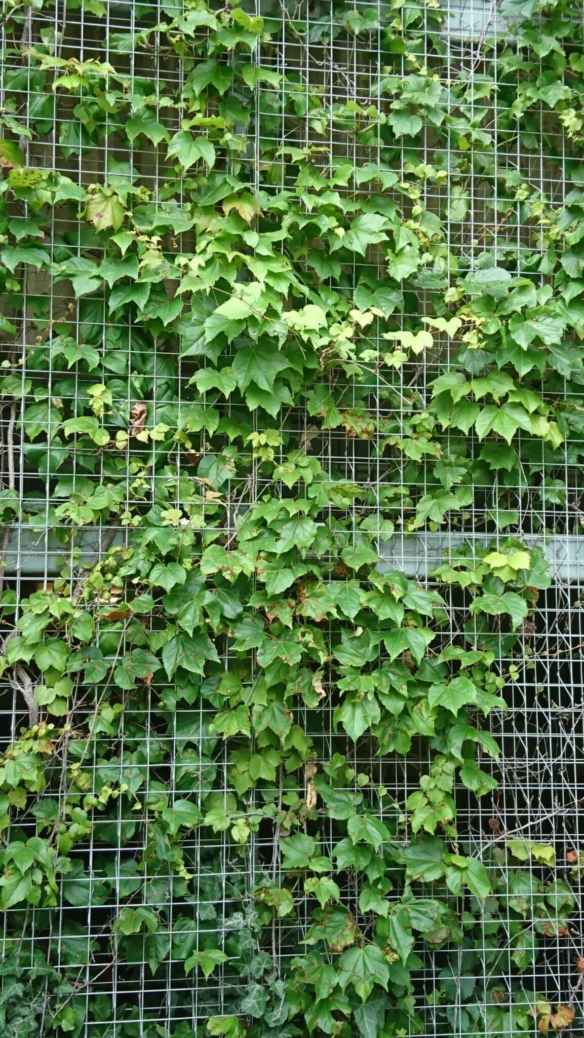 Parthenocissus tricuspidata (Siebold & Zucc.) Planchon resmi