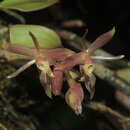 Image de Epidendrum jajense Rchb. fil.