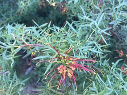 Image of Grevillea ripicola George