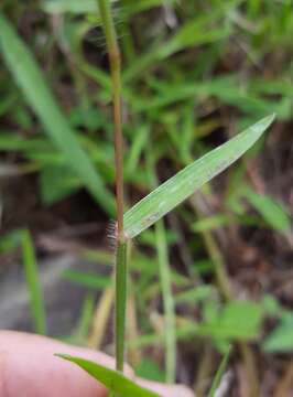 Plancia ëd Digitaria fuscescens (J. Presl) Henrard