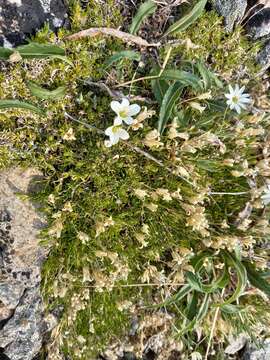 Imagem de Pseudocherleria macrocarpa (Pursh) Dillenb. & Kadereit