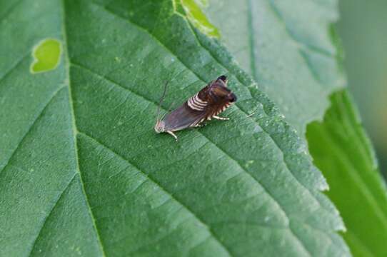 Image of Eurasian Hemp Moth