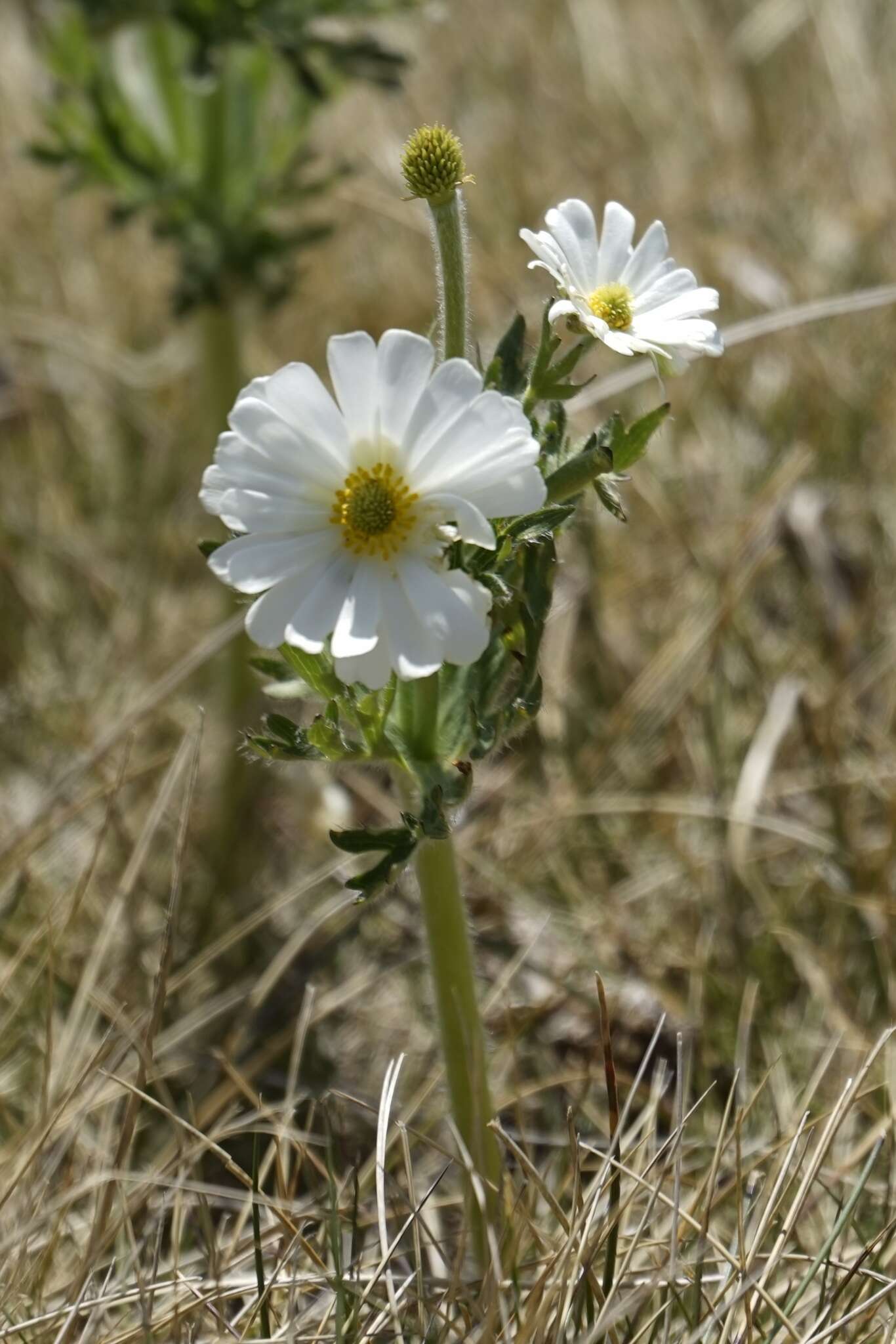 Imagem de Ranunculus anemoneus F. Müll.