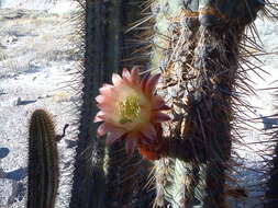 Weberbauerocereus weberbaueri (K. Schum.) Backeb.的圖片