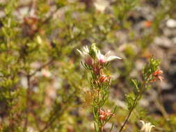 Image of Boronia lanuginosa Endl.