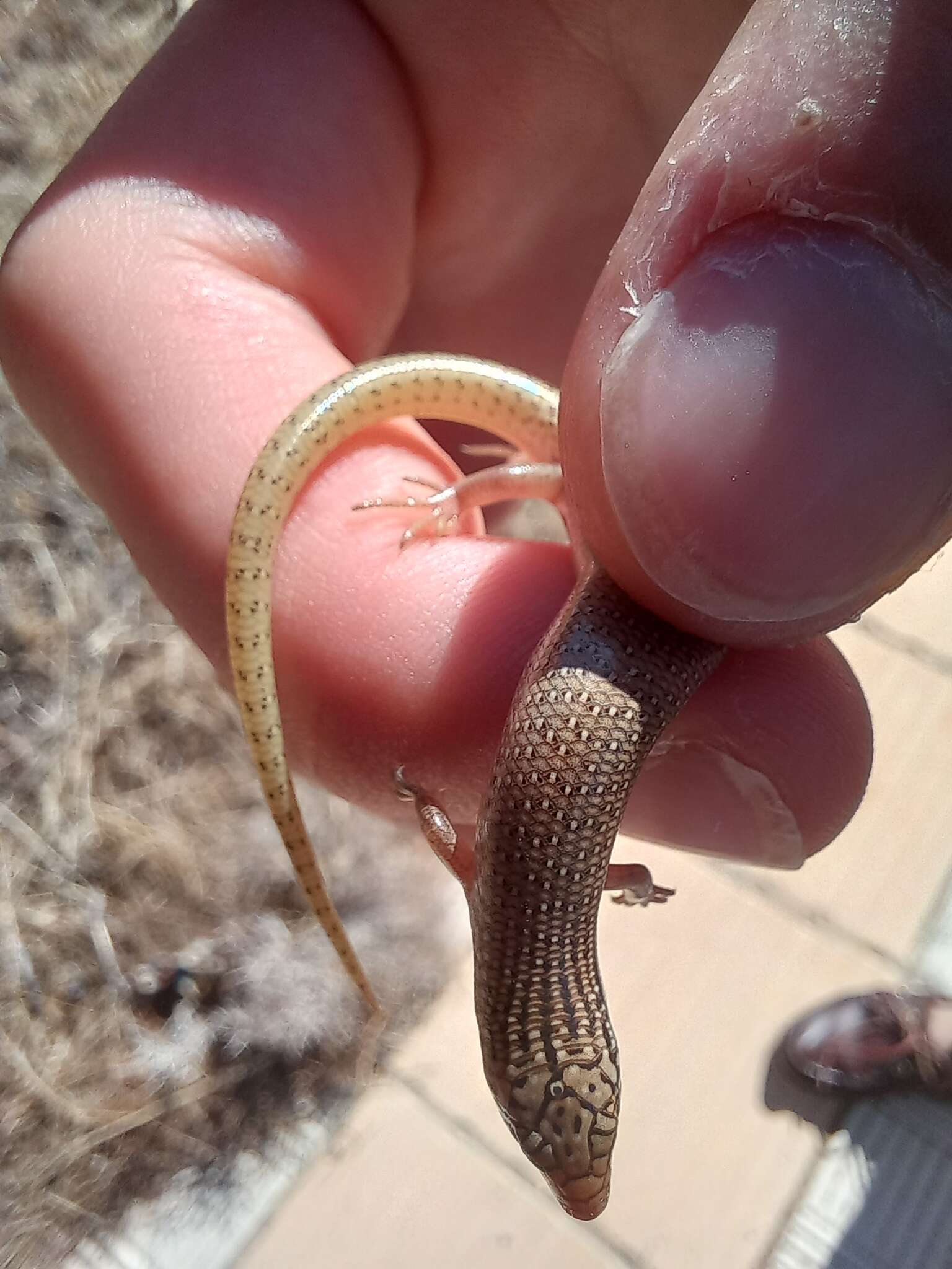 Image of Chalcides ocellatus ocellatus (Forskal 1775)