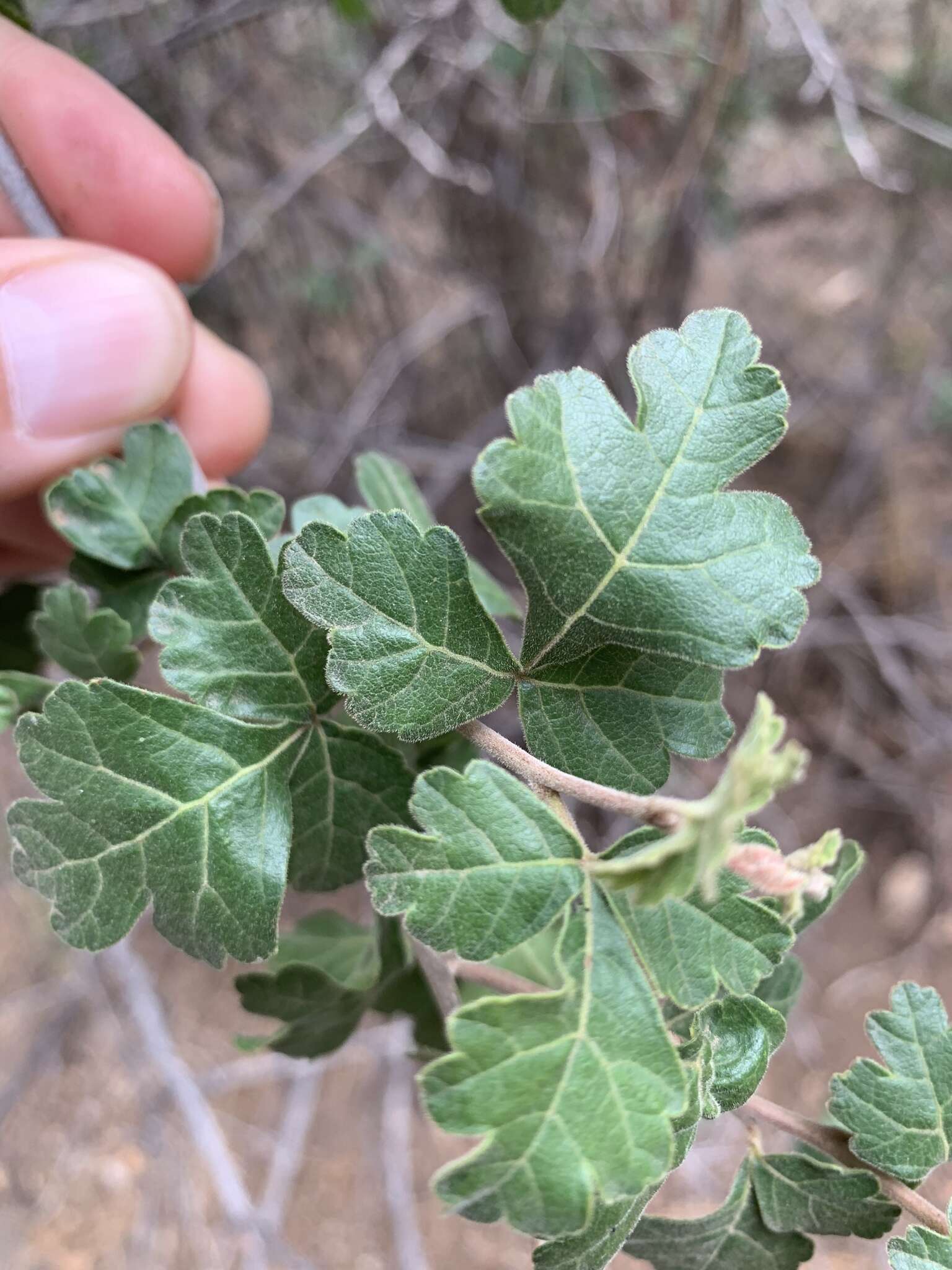 Rhus trilobata var. pilosissima Engl.的图像