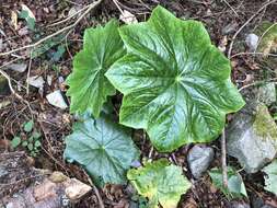 Image de Podophyllum pleianthum Hance