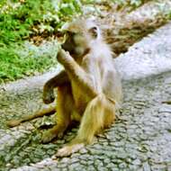 Image of Chacma Baboon