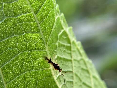 Слика од Hyaliodes vitripennis (Say 1832)