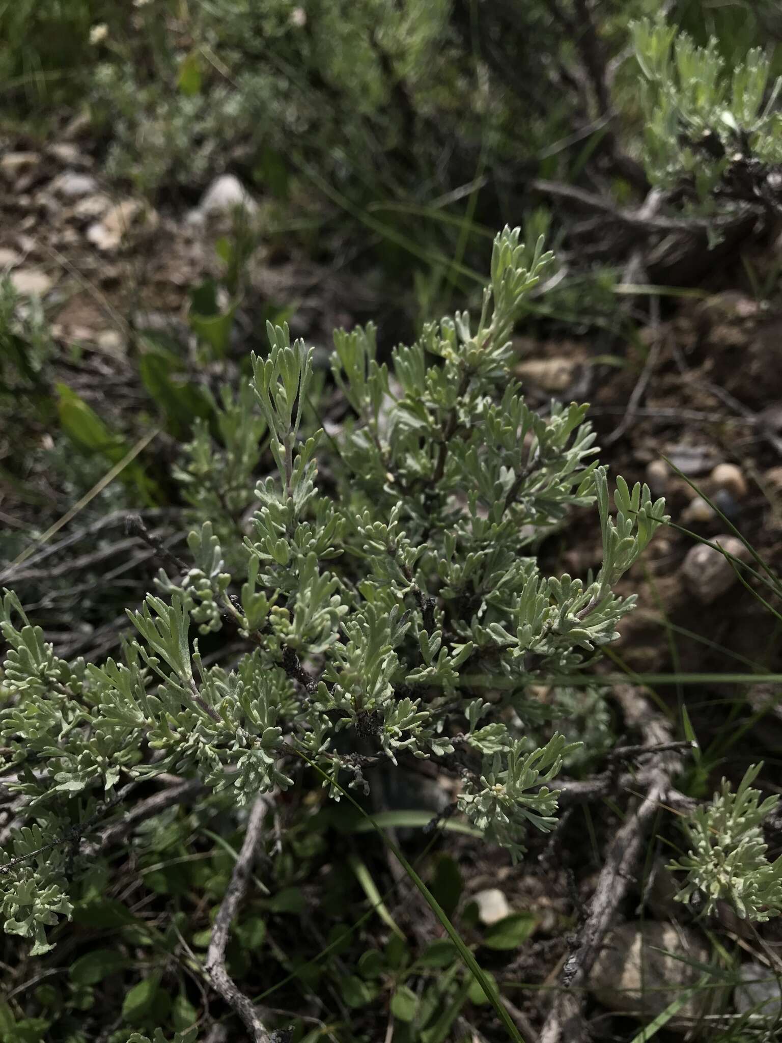 Image of low sagebrush