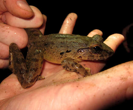 Image of Giant River Frog