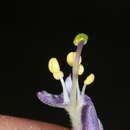 Image of Nierembergia pulchella var. pulchella