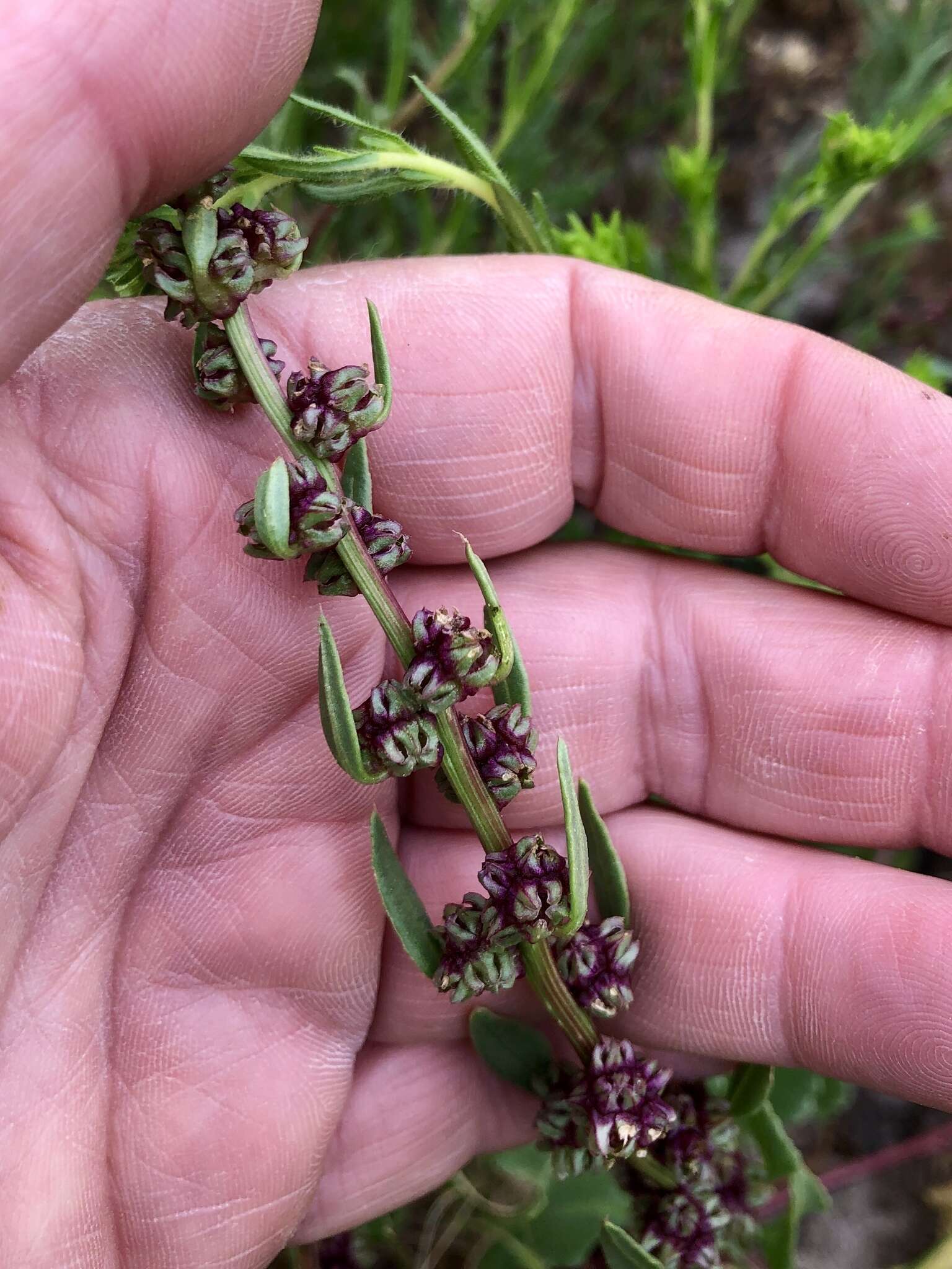 Image of sea beet