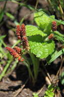 Image de Acalypha glandulifolia Buchinger & Meisn. ex C. Krauss