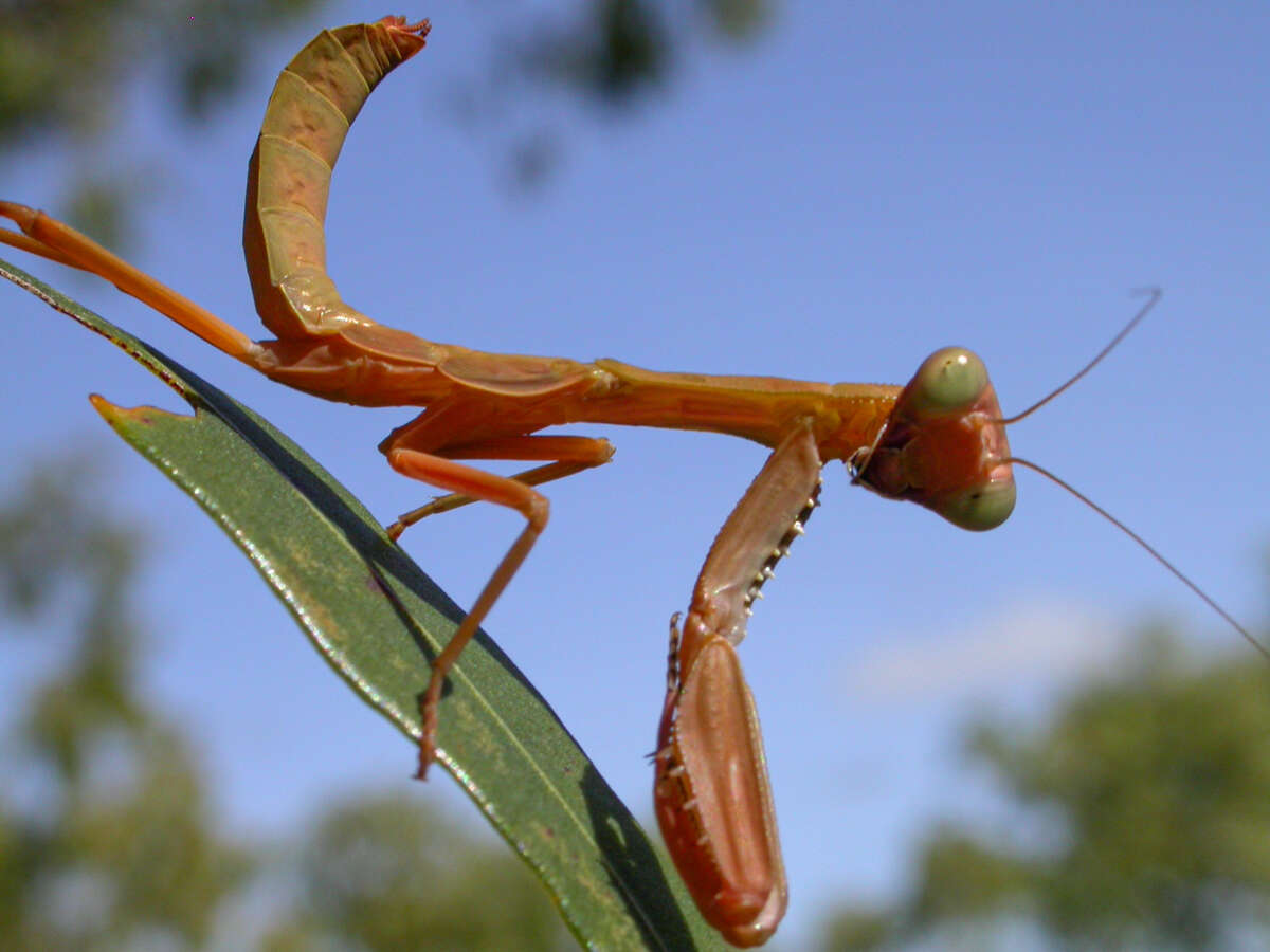 Image of Sphodropoda quinquedens Mac Leay 1827