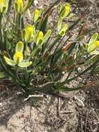 Image de Albuca tortuosa Baker