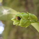 Image of Epidendrum fruticosum Pav. ex Lindl.