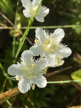 Image of fringed grass of Parnassus