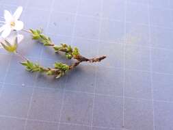 Image of Fringed sandwort