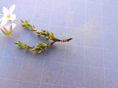 Image of Fringed sandwort