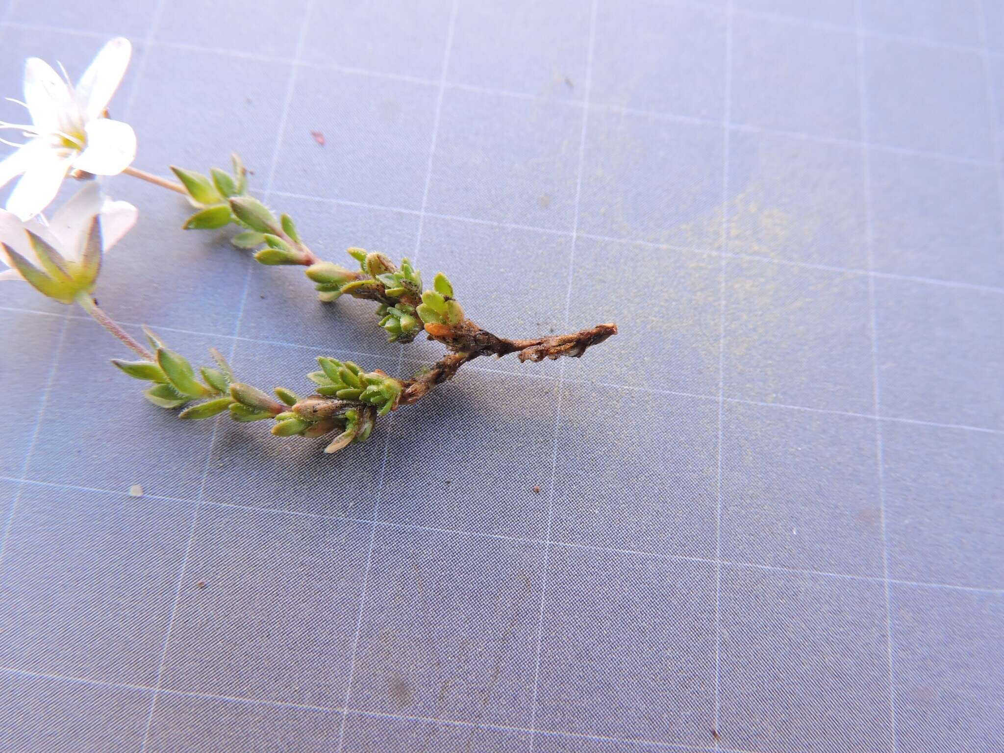 Image of Fringed sandwort