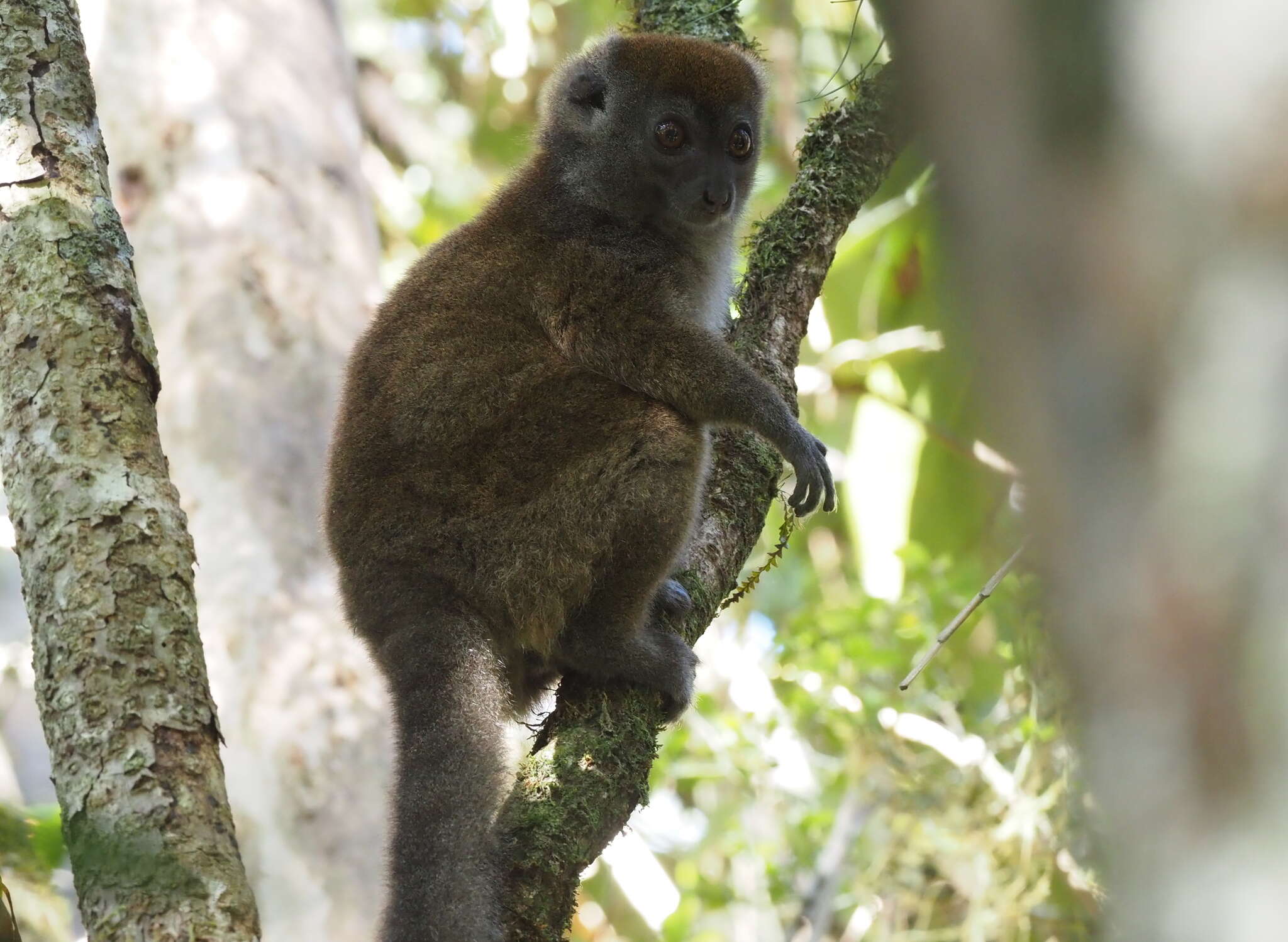 Image of Bamboo Lemur