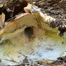 Image of Leucopaxillus tricolor (Peck) Kühner 1926