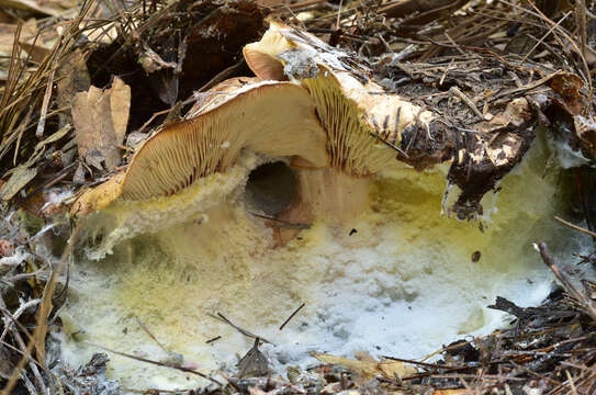 Image of Leucopaxillus tricolor (Peck) Kühner 1926