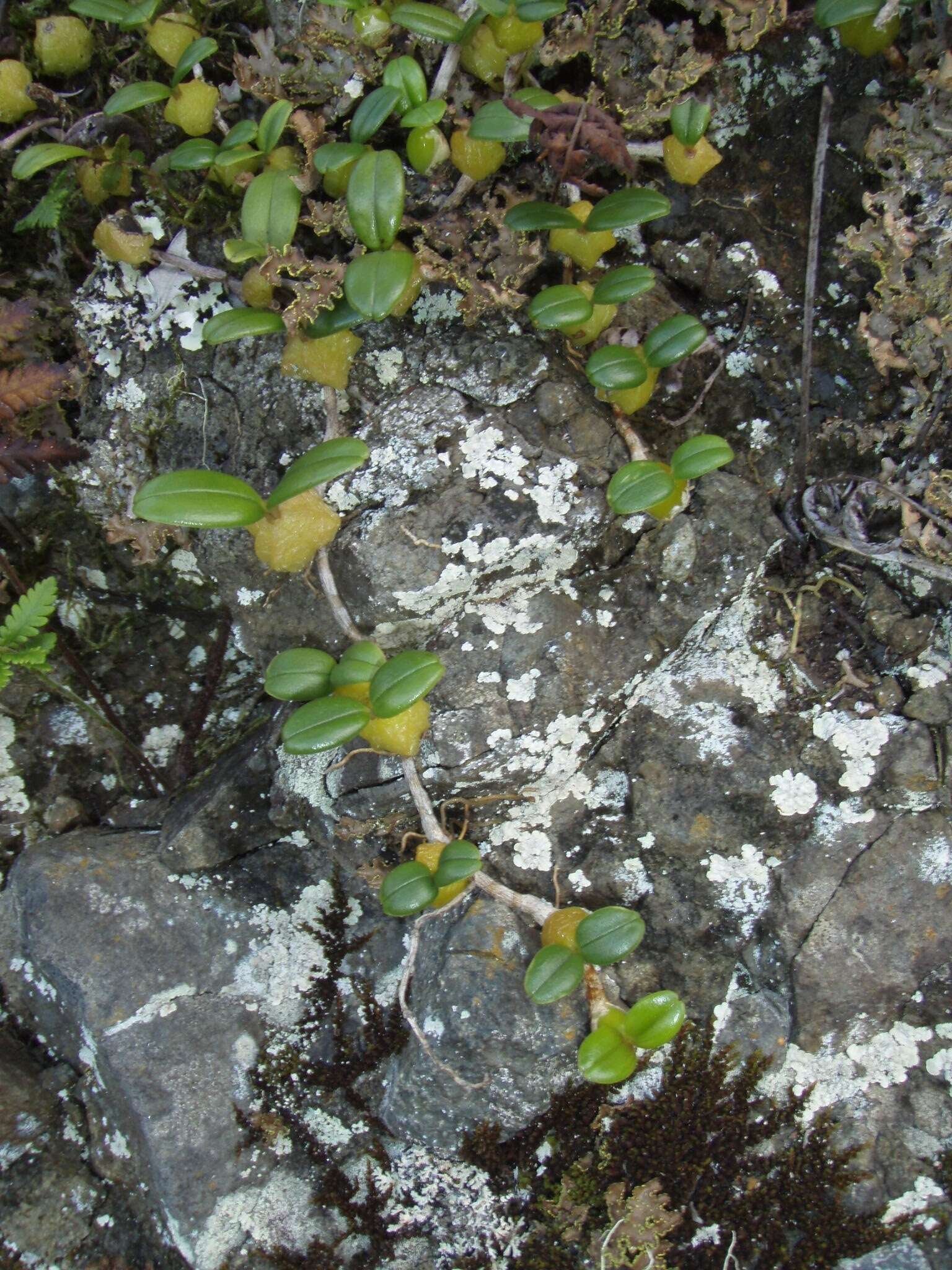 Image of Bulbophyllum nutans (Thouars) Thouars