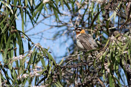 Image of Western Spinebill