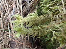 Image of ptilium moss