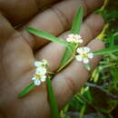 Слика од Euphorbia gentryi V. W. Steinm. & T. F. Daniel