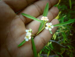 Image of Euphorbia gentryi V. W. Steinm. & T. F. Daniel