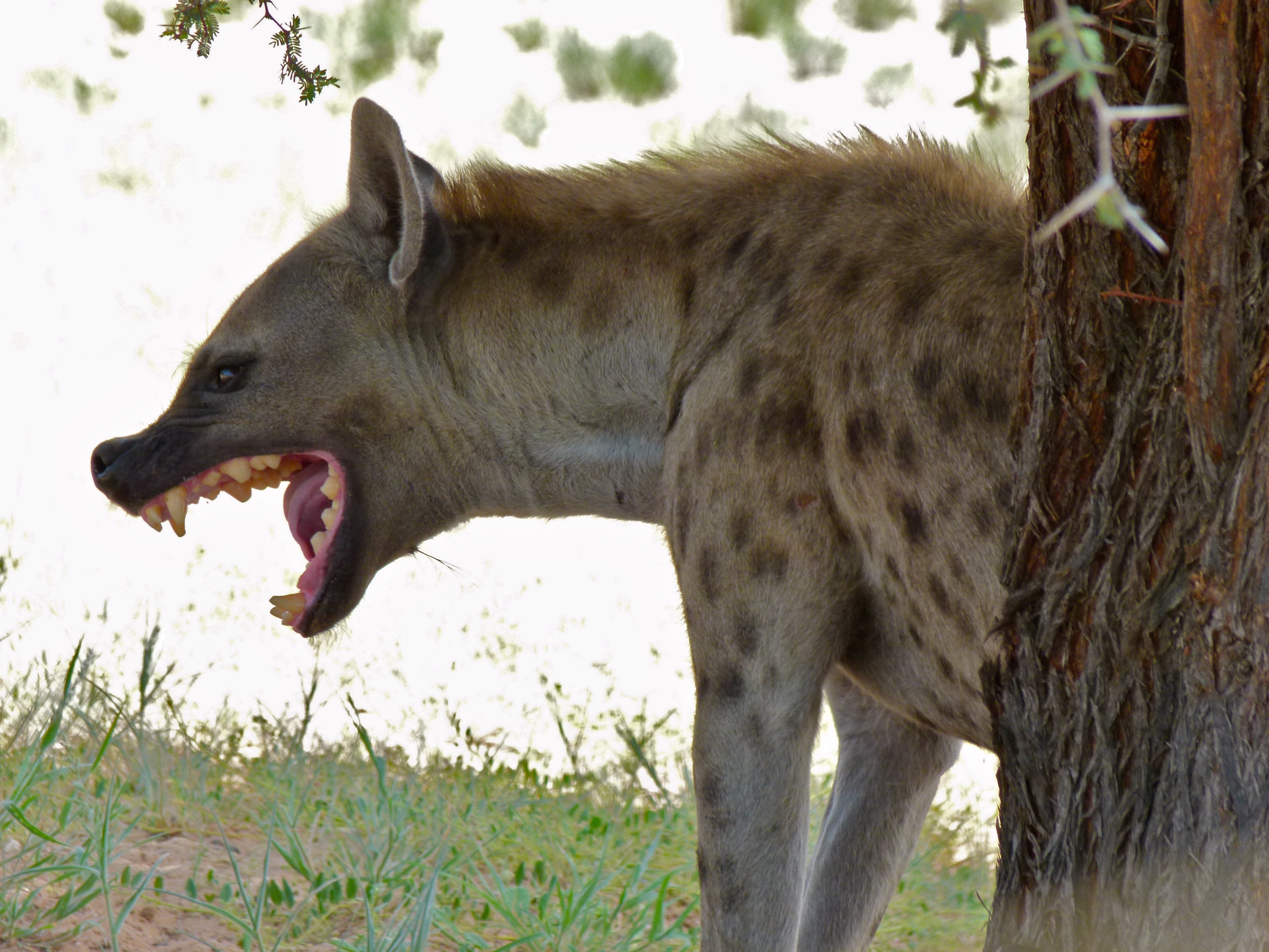 Spotted Hyena - Encyclopedia of Life
