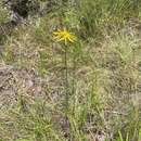 Image of Phoebanthus tenuifolia (Torr. & A. Gray) Blake